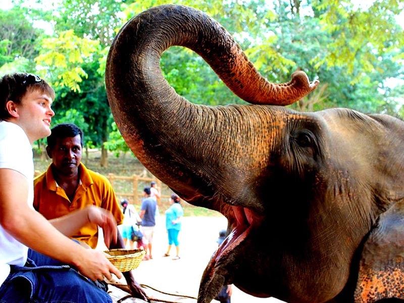 Pinnawala Elephant Orphanage 1