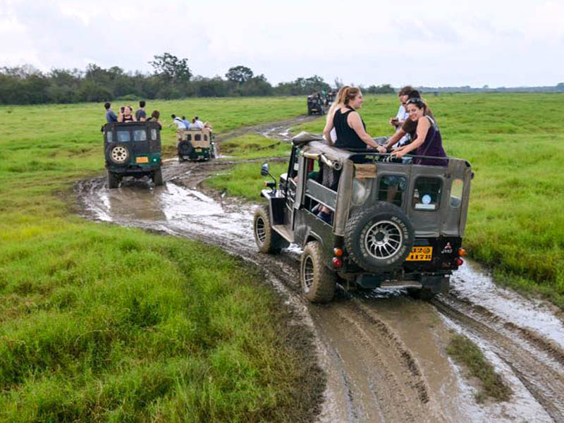 Wilpattu Jeep Safari 1